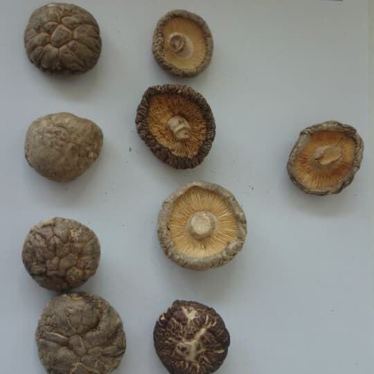 Pure Natural Dried Shiitake Mushroom